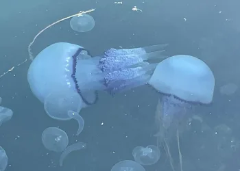 Marmara’da ‘bitti’ denilen müsilaj kabusu geri döndü