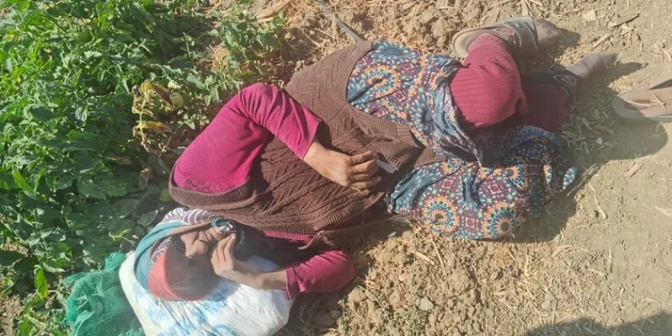 Bin 871 parça antika sikkeler yurt dışına kaçırıldı