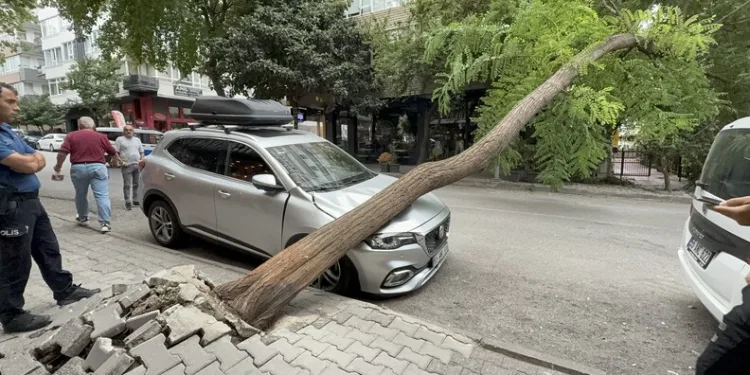 Ağaç otomobilin üzerine devrildi