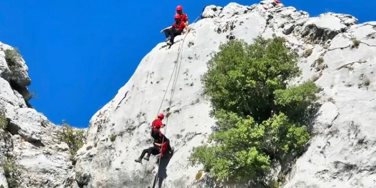 Ağaç otomobilin üzerine devrildi