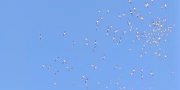 Yedigöller’de muhteşem kar manzarası