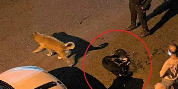Yazıkonak’ta ölü hayvanın yerleşim alanına gömülmesine vatandaştan tepki