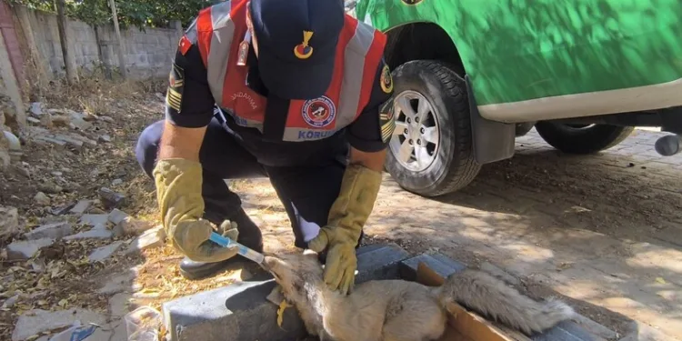 Düğünlerde havaya ateş açan şahıslara yönelik operasyon