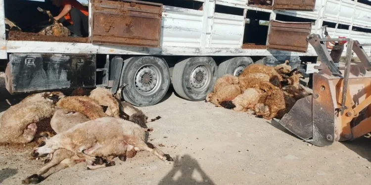Samsun’da ormana götürdükleri şahsı darp eden 2 kişi jandarmaya yakalandı