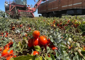 Tarımda plansızlık, üreticiyi zora sokuyor