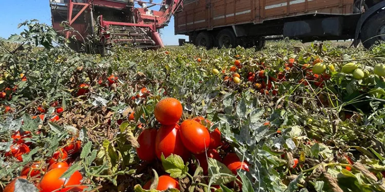 Tarımda plansızlık, üreticiyi zora sokuyor