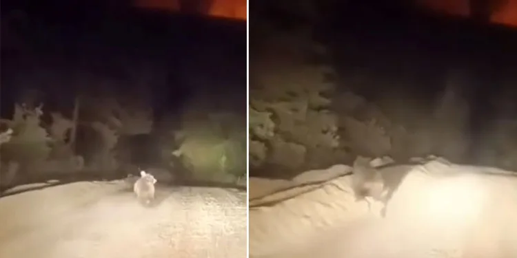 Dağ yolunda sürücüyle karşılaşan ayının panik anları