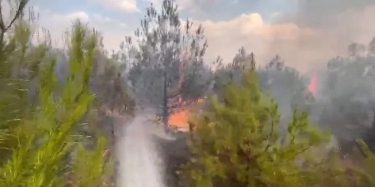 Elazığ’da ormanlık alanda yangın
