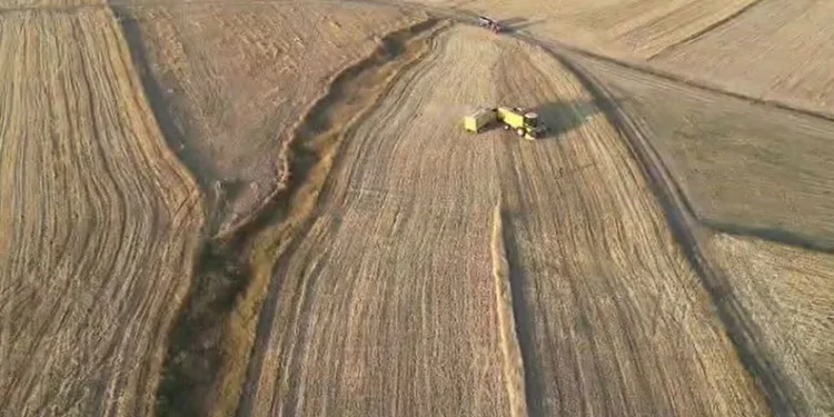 Ardahan’da arpa ve buğday hasadı sürüyor
