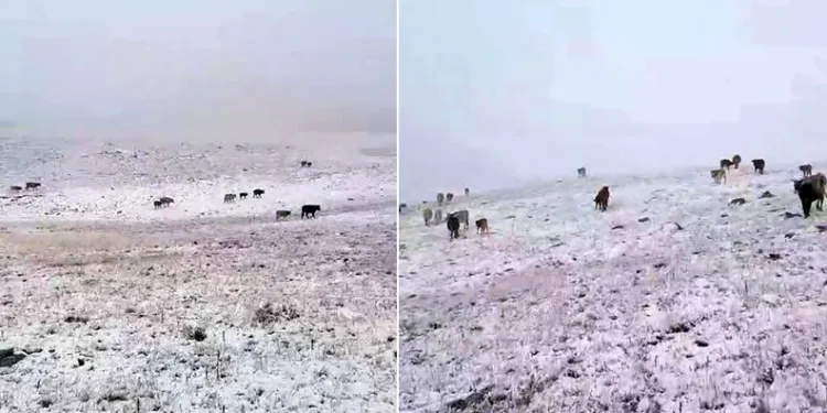 Erzurum’a mevsimin ilk karı yağdı