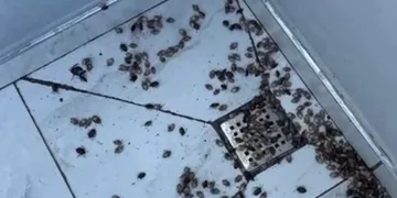 Kahverengi kokarca böceği istilası