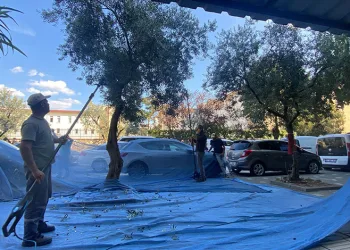 Orhangazi Belediyesinden Zeytine Yılın İlk Dokunuşu