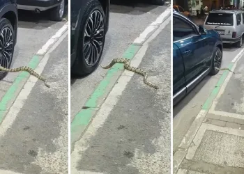 Bursa’da otomobilin jantından yılan çıktı