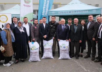 Bursa’da büyükbaşlar İtalyan çimi ile beslenecek