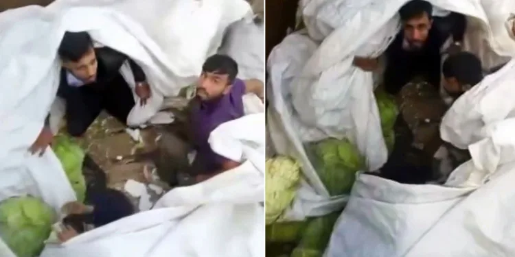 Lahana yüklü tırdan kaçak göçmenler çıktı