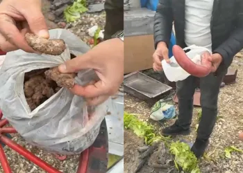Hayvan gübresiyle 40 kilograma ulaşan kabaklarını taşımakta zorlandı