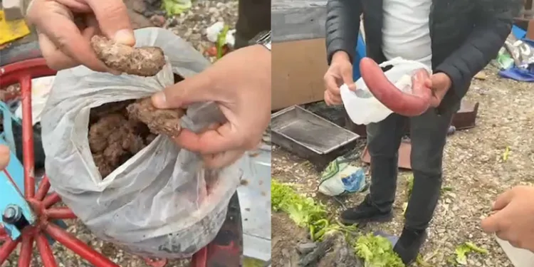Hayvan gübresiyle 40 kilograma ulaşan kabaklarını taşımakta zorlandı