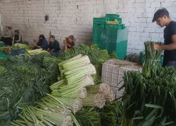 Kışlık ürünlerde hasat başladı