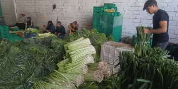 Kışlık ürünlerde hasat başladı