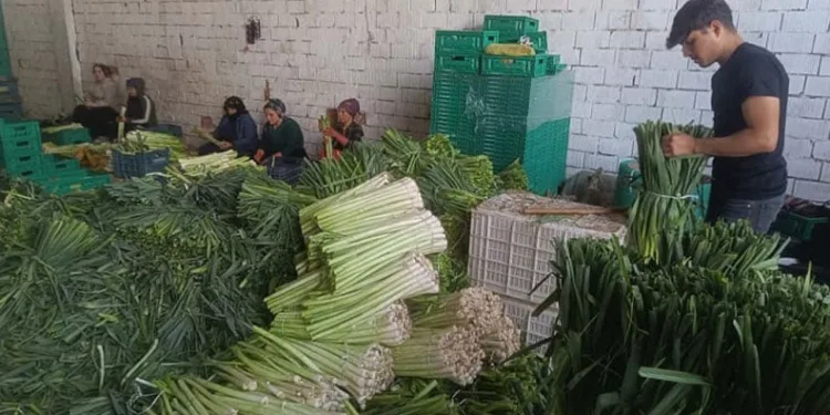 Kışlık ürünlerde hasat başladı