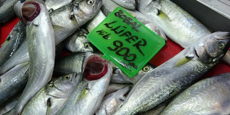 Denizlerin prensi ‘lüfer’ 900 liradan tezgahta