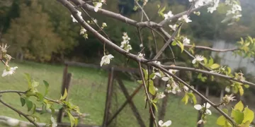 Erik ağacı ekim ayında çiçek açtı