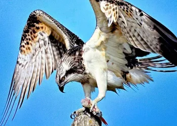 Türkiye’de nadir görülen balık kartalı Bursa’da görüntülendi