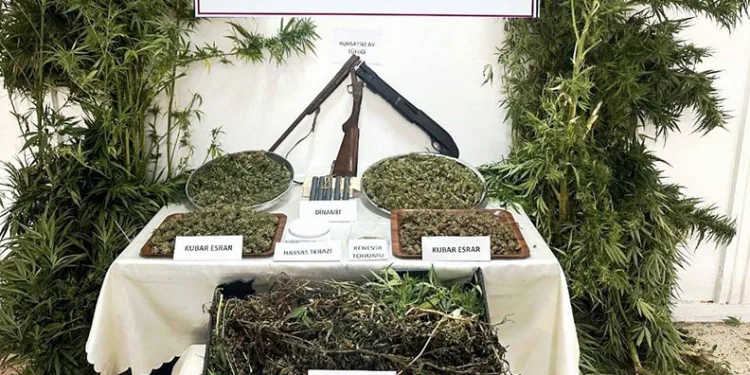 Tokat’ta jandarmadan kenevir operasyonu: 1 gözaltı