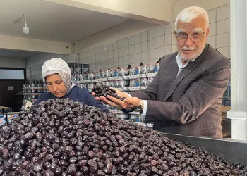 Her 6 sofralık zeytinden birini Bursa ve Balıkesir üretecek