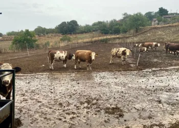 Yapay zeka süt hayvancılığında çığır açıyor