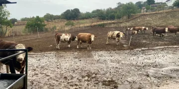 Yapay zeka süt hayvancılığında çığır açıyor