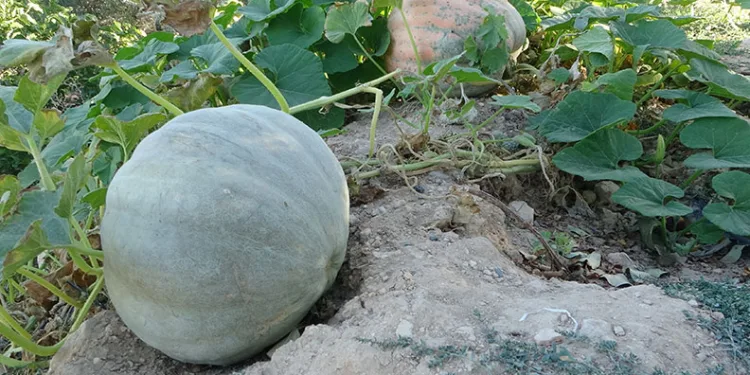 Zirai donun vurduğu Malatya’da bal kabağında yüksek verim