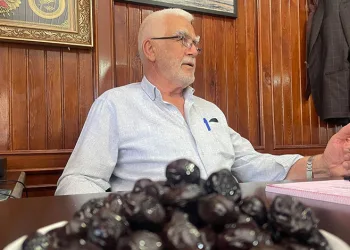 Gemlik zeytini dünya yolunda
