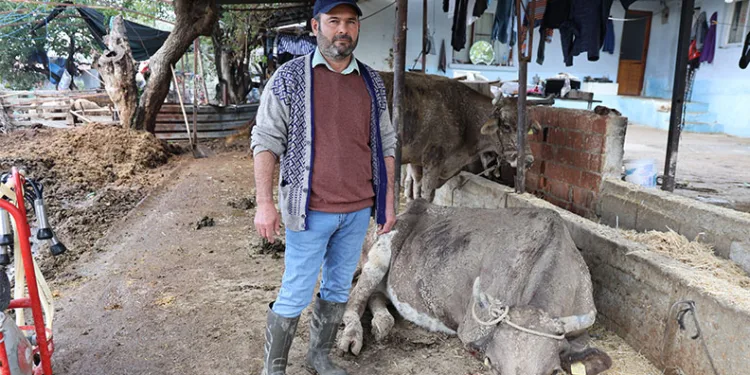 Hayvanları sele kapılan Aktaş: “Adam boyu sel geldi”