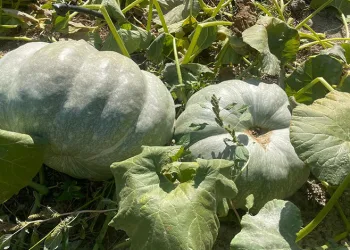 Hayvan gübresiyle 40 kilograma ulaşan kabaklarını taşımakta zorlandı