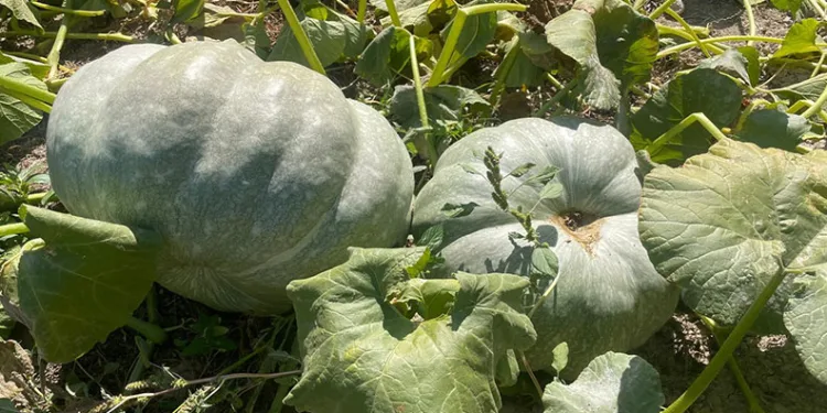 Hayvan gübresiyle 40 kilograma ulaşan kabaklarını taşımakta zorlandı