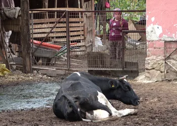 Besiciler şapın yol açtığı zararların karşılanmasını istedi