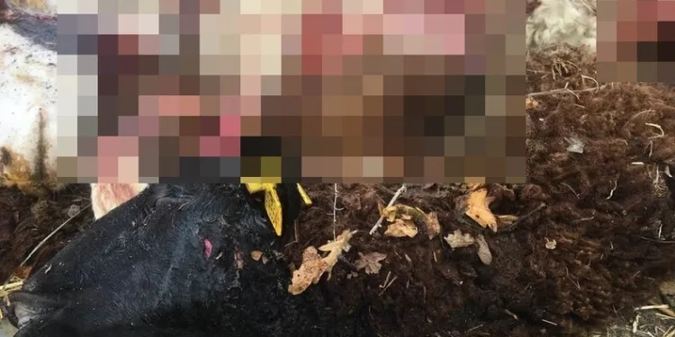 Yalnız yaşayan yaşlı adam evinde ölü bulundu