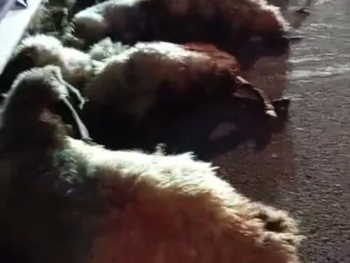 Her yerde aranan sürücünün hastanede tedavi olduğu ortaya çıktı