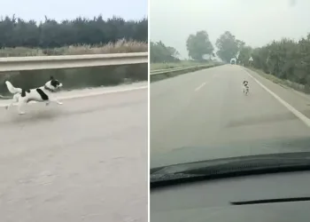 Bursa’da yağmurda koşan köpek yürekleri burktu