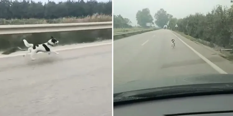 Bursa’da yağmurda koşan köpek yürekleri burktu
