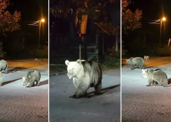 Bursa’da dağcılar ayılarla burun buruna geldi