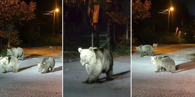 Bursa’da dağcılar ayılarla burun buruna geldi
