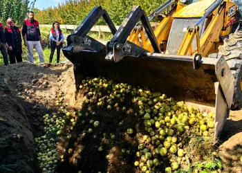 Bursa’da 40 ton armut imha edildi