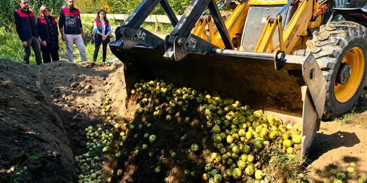 Bursa’da 40 ton armut imha edildi