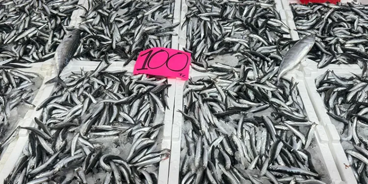 Zonguldak’ta hamsinin fiyatı 100 liraya düştü