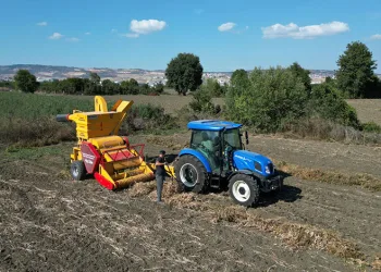 İnegöl’ün cerrah kuru fasulyesinde hasat zamanı