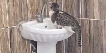Lavaboya çıkan kedi musluğu açıp su içti