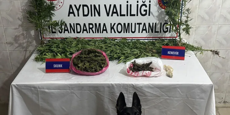 Uyuşturucu satıcısının evinde 498 gram skunk ele geçirildi