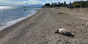 Çanakkale’de ölü caretta carettalar sahile vurdu